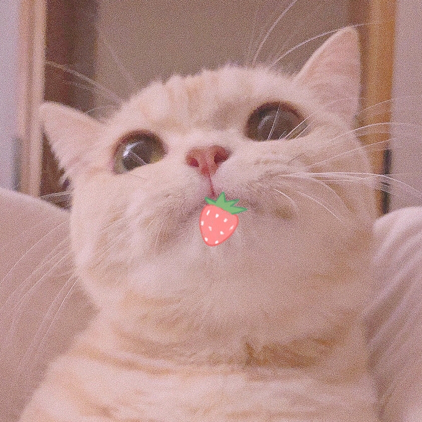 橘猫猫